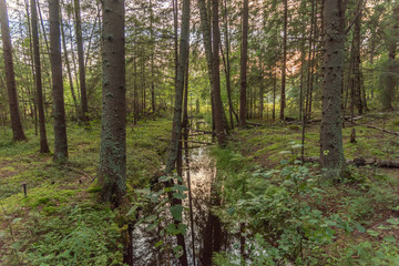 Fototapeta na wymiar creek in the forest