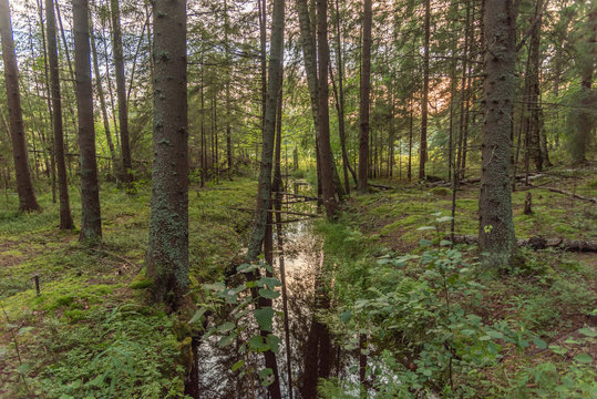 creek in the forest © Urmas