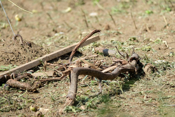 HAGELSCHADEN IN DEN WEINBERGEN