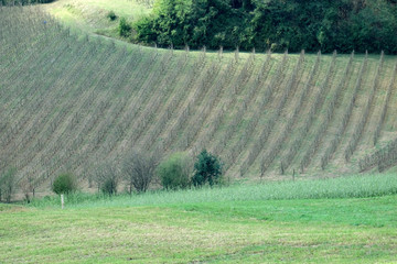 HAGELSCHADEN IN DEN WEINBERGEN