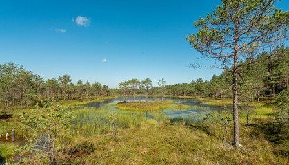 typical highmoor view in estonia
