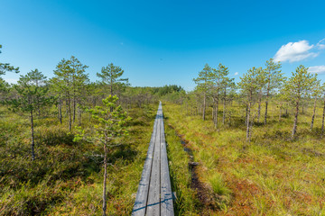 Obraz premium path in the estonian moor