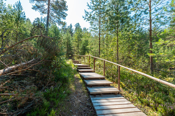 Fototapeta na wymiar wooden stairs in the forest