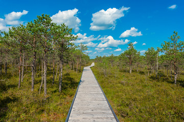Fototapeta na wymiar path in the estonian moor