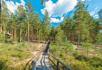 Fototapeta na wymiar wooden path in the forest
