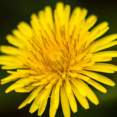 Yellow Flower