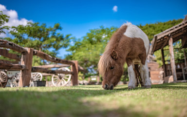 Dwarf Horse Animal