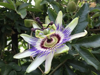exotische Blume