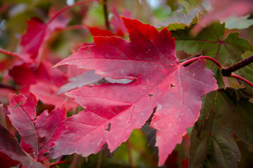 red maple leaf