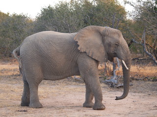 éléphant