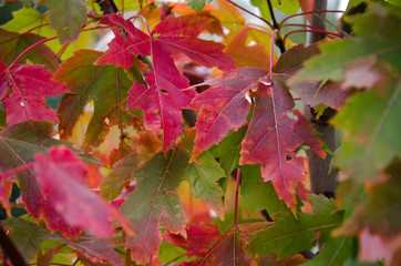 autumn leaves