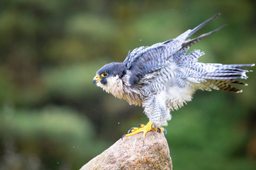 Peregrine Hawk