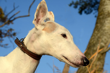 Fototapeta premium Face of elderly white podenco dog in autumn-colored ambients.