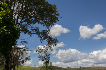 tree in mountains