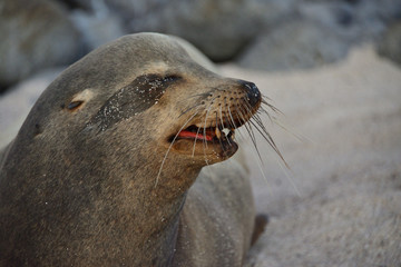 Galapagos Sea Lion Beach master