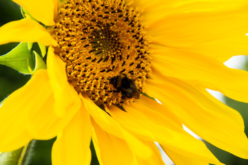 Hummel auf Sonnenblume © hayo