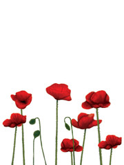 Fototapeta na wymiar red poppies isolated on white background