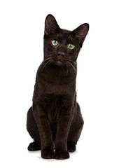 Young Havana Brown cat kitten sitting front view looking at lens with mesmerising green eyes and sweet droopy face. Isolated on white background. 