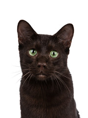 Head shot of young Havana Brown cat kitten looking straight to camera with mesmerising green eyes. Isolated on white background. 