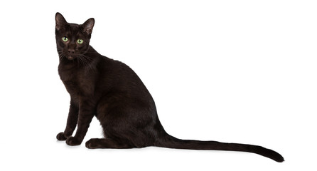 Young Havana Brown cat kitten sitting side ways looking straight at camera with mesmerising green eyes and long tail behind body. Isolated on white background. 