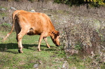 zhaya cow grazing in a meadow on a Sunny day