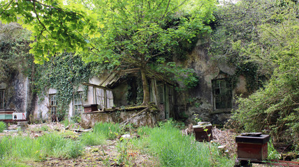 Broken down old home in the Forest