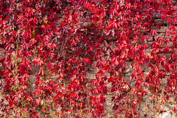 climbing plant with red leaves in autumn on the old stone wall