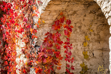 climbing plant with red leaves in autumn on the old stone wall