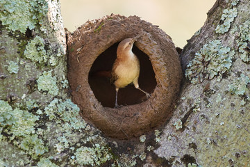 T&ouml;pfervogel beim Bau seines Lehmnestes in einer Astgabel