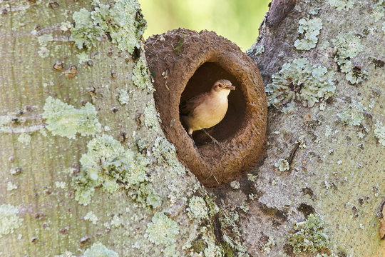 T&ouml;pfervogel beim Bau seines Lehmnestes in einer Astgabel