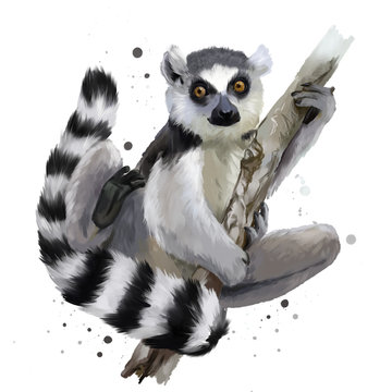 A ring-tailed lemur. Watercolor painting