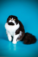 Scottish fold longhair cat on colored backgrounds