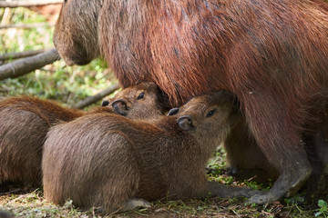 Capybara Jungtiere säugen an einem stehenden Muttertier