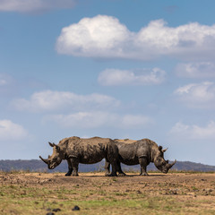 Pair of white rhino (Ceratotherium simum) 
