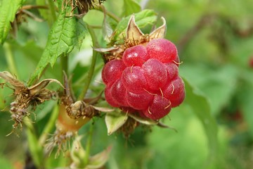 Raspberry growing in the garden on natural green background, closeup view