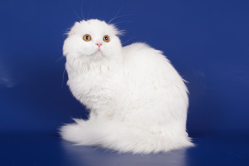 Scottish fold longhair cat on colored backgrounds