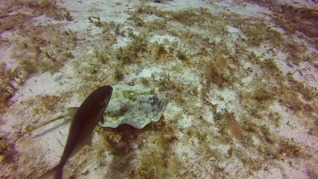 Scuba Diving Cozumel Mexico Underwater life filming video sea life marine creature