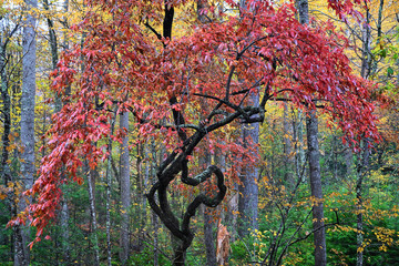 Oddly shaped Colorful Tree in Great Smoky Mountains