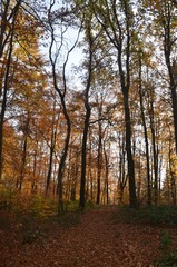 Fototapeta premium Bunter Herbstwald im November