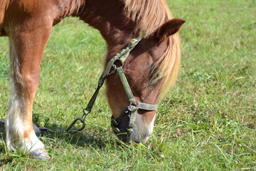 Brown cute horse eating green grass on the sunny meadow