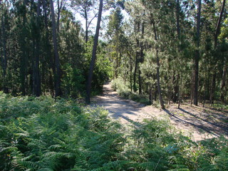 View of a sun-lit path through a dense forest that is partially overgrown with the fern.