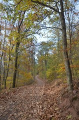 Fototapeta premium Waldweg durch den leuchtend bunten Herbst