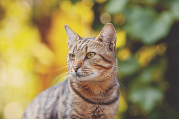 Portrait of a cute cat outdoors against natural autumn leaves backgrouud