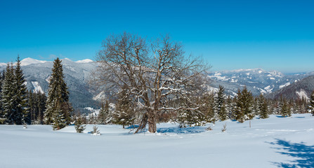 Winter snowy Carpathian mountains view, Ukraine