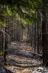 path in the forest