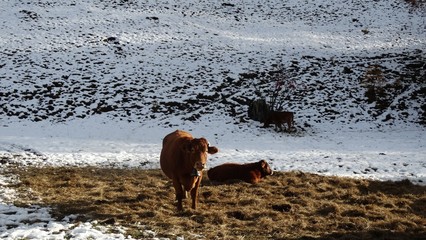 Vaches dans la neige