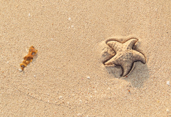 Summer background - algae and imprint of starfish on beach sand. Sea star drawn on the white sand.