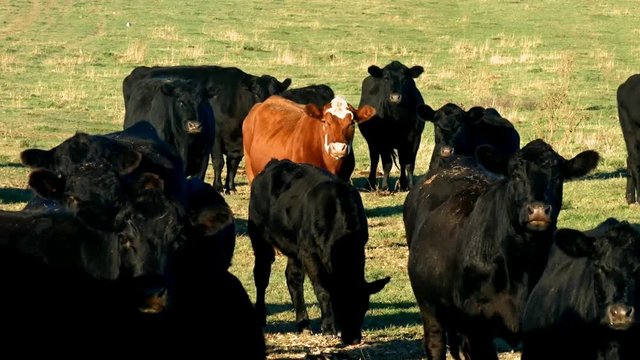 Herd of Beef Cattle grazing in pasture. Black and red angus cows, bulls, calves together in paddock on sunny day.
