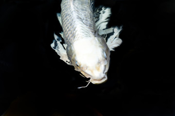 Fancy carp swimming in a pond. Fancy Carps Fish or Koi Swim in Pond, Movement of Swimming and Space.