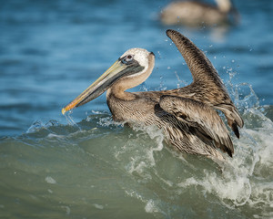 Brown Pelican riding the waves at Clearwater Beach, Florida